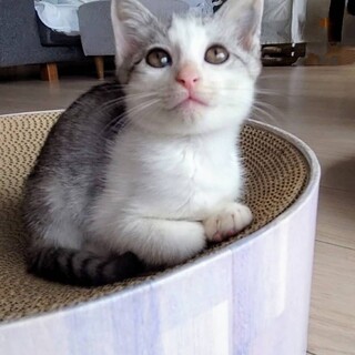 4兄妹　唯一の男の子♡チェロくん