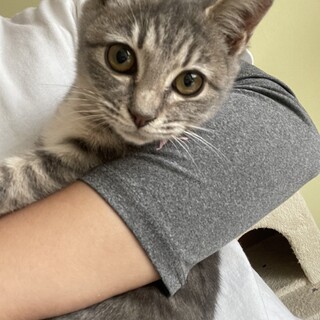 甘えたい！可愛いグレートラの女の子