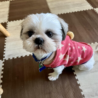 仮名：ととまる