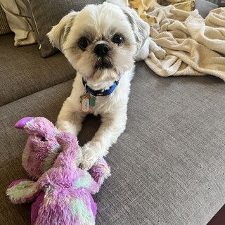 仮名：マシュー