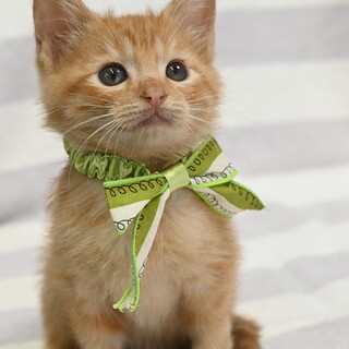 かわいいチャトラ男の子アマオくん