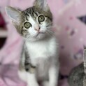 きれいなモナカちゃん