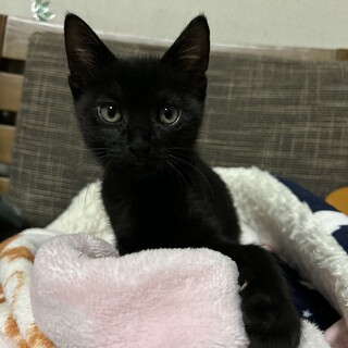ミルクから育てたので♡超人懐こい