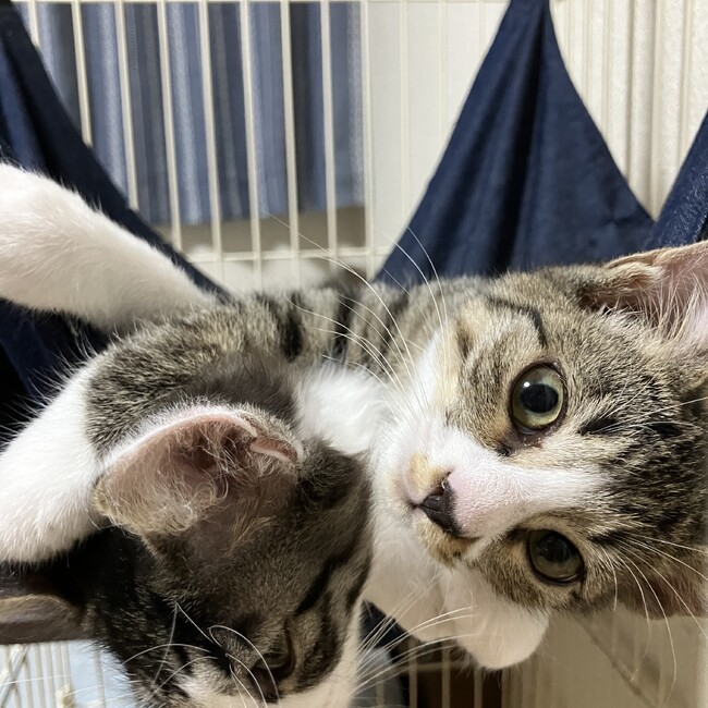 クルンのカバー写真