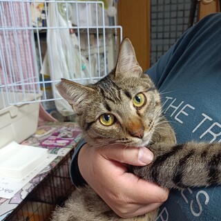 肩乗りミモザちゃん♪