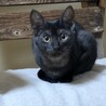 お顔がすごくかわいい子猫　黒ちゃん サムネイル5