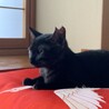 お顔がすごくかわいい子猫　黒ちゃん サムネイル6