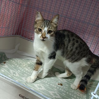 控えめなパナシュくん♪