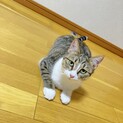 猫も人間も好きな甘えん坊（仮）エルちゃん