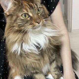 メインクーン 4歳 愛嬌があり懐いてくれます