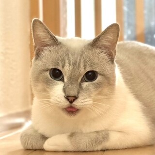 水色の瞳、甘えん坊のシマ君6歳
