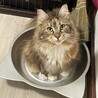 ばかなめい