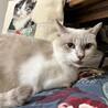 水色の瞳、甘えん坊のシマ君6歳 サムネイル3