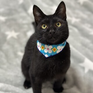 すごく人大好きな黒子猫