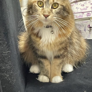 優しい巨人猫と生涯過ごしませんか？