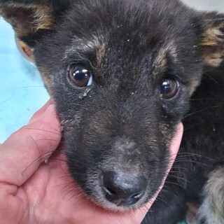 緊急！生後1ケ月の可愛い子犬　11月26日迄