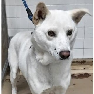 迷子　お迎えありません　収容期限11/26迄