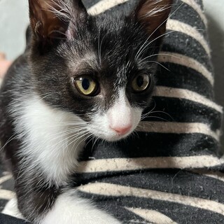 はちわれ！　わかめちゃん