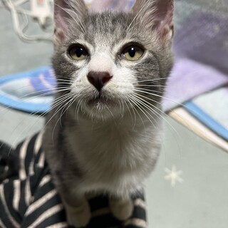 グレー寄り　ゆるくん