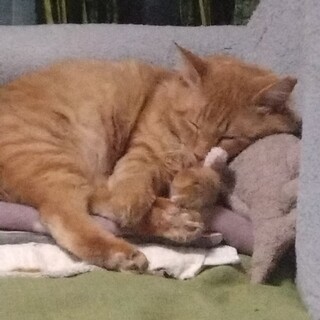 保護猫里親募集