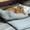 保護猫里親募集 サムネイル2