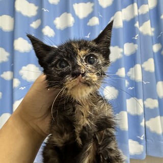 大怪我から復活したサビ子猫もみじちゃん！