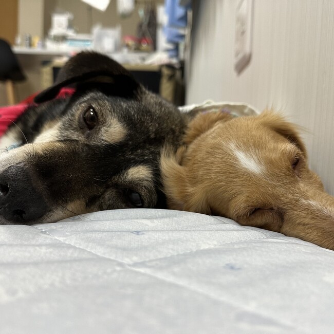 うめめのおうちのカバー写真