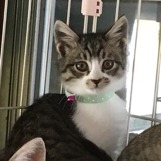 5匹の可愛い子猫