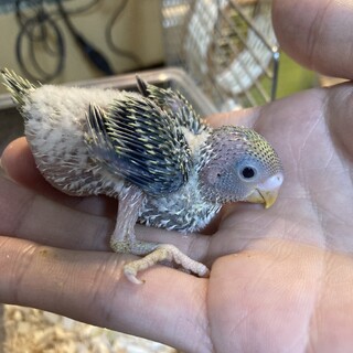 セキセイインコの雛鳥の里親募集
