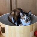 ビビりだけど甘えん坊な三毛猫（仮）あまねちゃん