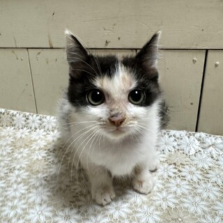 里親決定。エルバちゃん2ヶ月