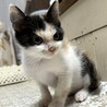 里親決定。エルバちゃん2ヶ月 サムネイル2