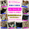 里親決定。エルバちゃん2ヶ月 サムネイル6