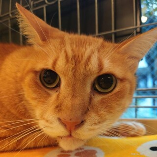 少しビビりだけどベタ慣れな半兵衛くん♪