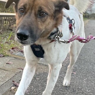 穏やかで甘えん坊、愛らしいタルト