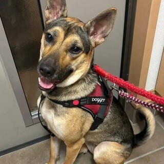 【募集停止】運動神経抜群！甘えんぼうみみちゃん