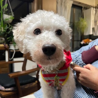 トイプードルMIX♂3歳 仮名⭐︎サン