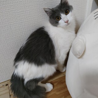 長毛ブルーホワイトの綺麗な子