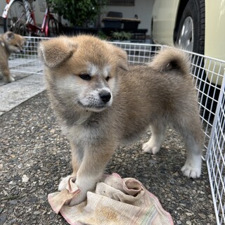生後2ヶ月のかわいい秋田犬です