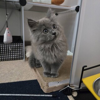 グレー、ロングヘア、やんちゃな男の子