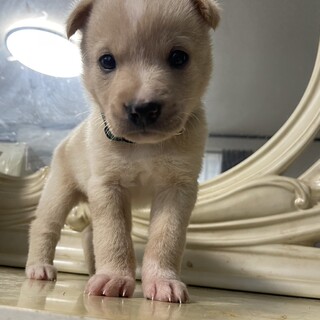 １ヶ月の男の子　白い子犬くん