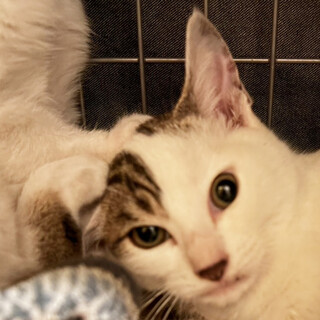 すぐに触れた白サバ♂まえた君2ヶ月半