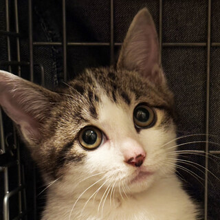 可愛い顔の白サバ♀きりりちゃん2ヶ月半