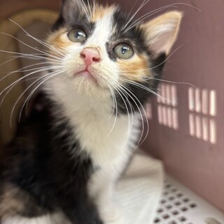 ありがとうございました★可愛い　てまりちゃん