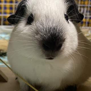 生後5ヶ月ロシアンスモークモルモット(メス)