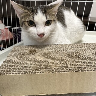 さくら猫1歳男の子キジシロ