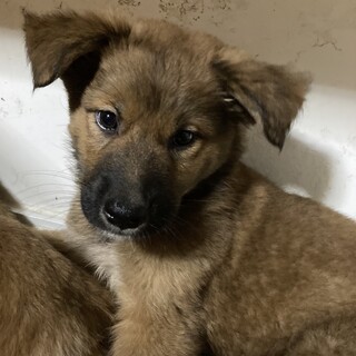 香川からレスキュー！　フワモコのクス君