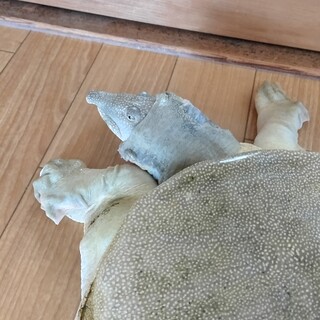 スッポンの里親募集