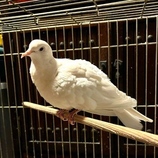 ギンバト里親　急募！