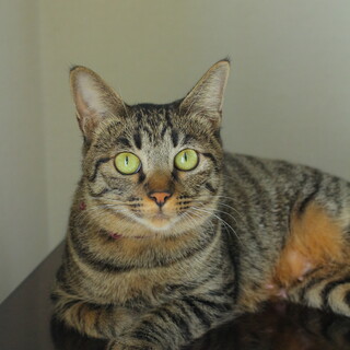 撫でられ好き！4匹の子猫のお母さん！